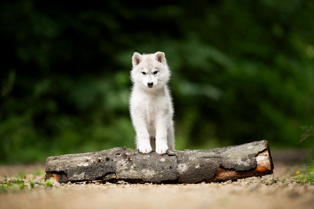 Sibérian of Winter Bell - Chiots disponibles - Siberian Husky
