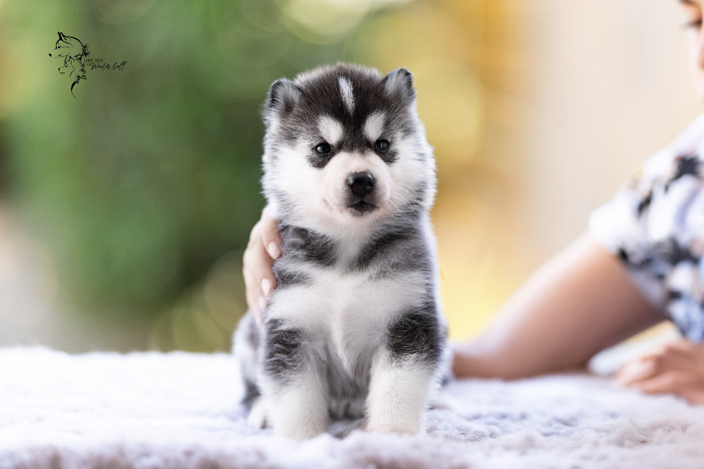 Sibérian of Winter Bell - Chiots disponibles - Siberian Husky