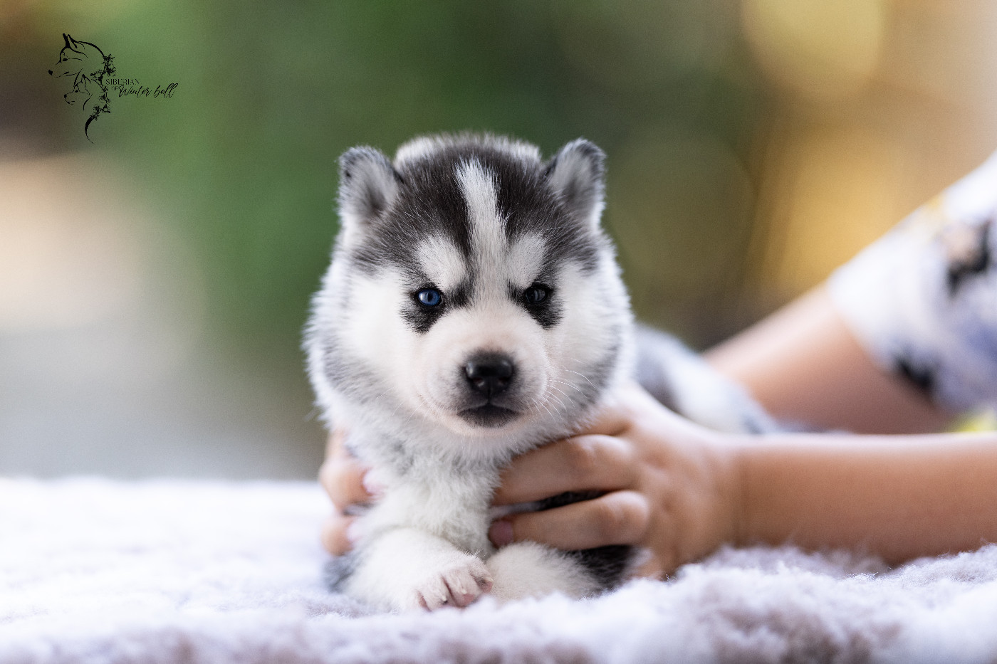 Sibérian of Winter Bell - Chiots disponibles - Siberian Husky