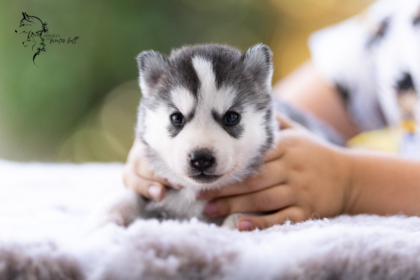 Sibérian of Winter Bell - Chiots disponibles - Siberian Husky