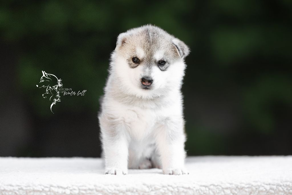 Sibérian of Winter Bell - Chiots disponibles - Siberian Husky